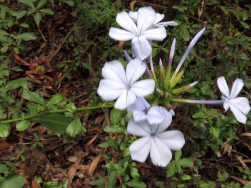 Plumbago auriculata in Kenya, photo © by Michael Plagens