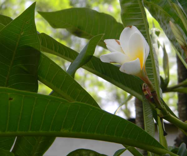 Frangipani, Plumeria sp., from Kitale, Kenya, photo © by Michael Plagens