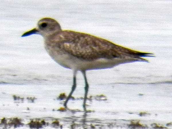 Black-bellied Plover, Pluvialis squatarola, photo © by Michael Plagens