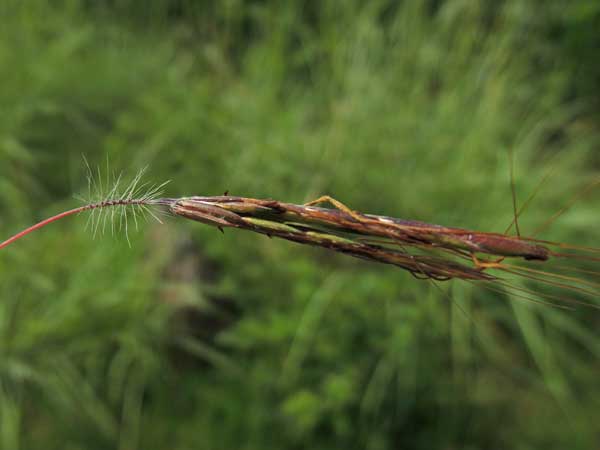 Bromus sp. in Kenya, photo © by Michael Plagens