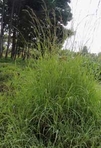 Habitus of Bromus sp. in Kenya, photo © by Michael Plagens