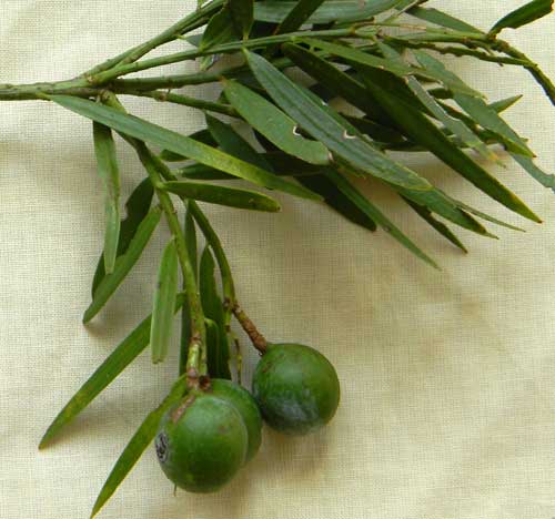 Podo, Podocarpus falcatus, photo © by Michael Plagens