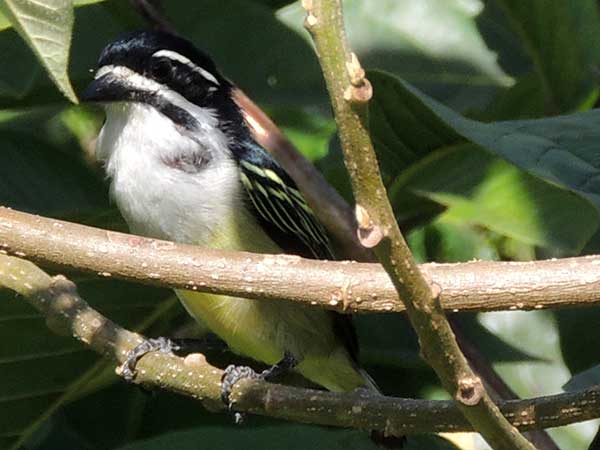 Yellow-rumped Tinkerbird, Pogoniulus bilineatus, photo © by Michael Plagens.