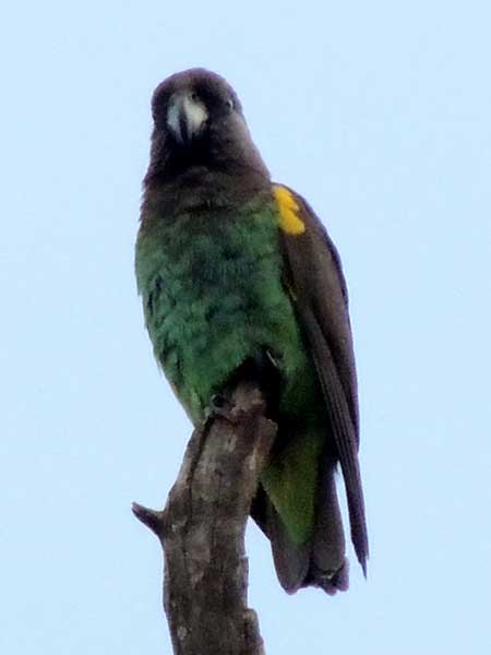 Meyer's Parrot, Poicephalus meyeri, photo © by Michael Plagens