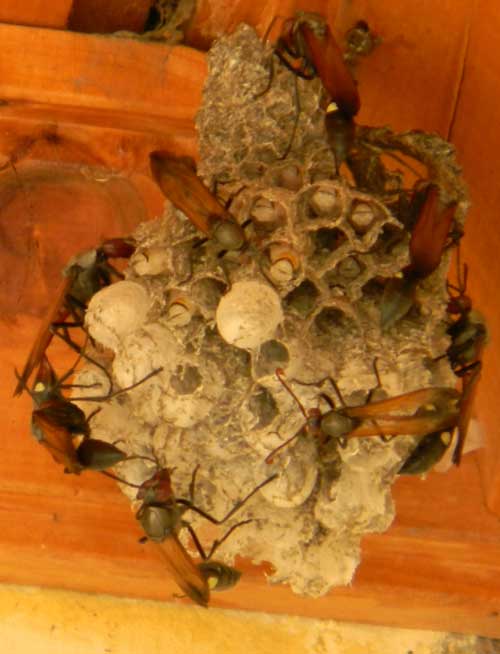 Red-brown paper wasp, Belonogaster, with long waist and two yellow spots, Eldoret, Kenya, photo © by Michael Plagens