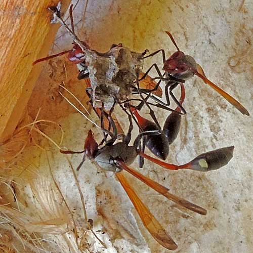 Red-brown paper wasp, Belonogaster, with long waist and two yellow spots, Nyeri, Kenya, photo © by Michael Plagens