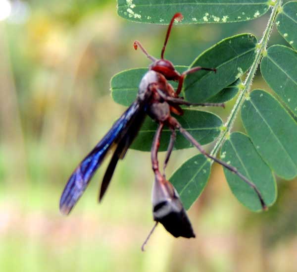 Belonogaster paper wasp (Vespidae) hunting prey in Kitale, Kenya, photo © by Michael Plagens