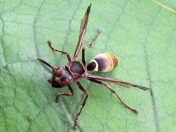 Polistes from Nairobi, Kenya, photo © by Michael Plagens