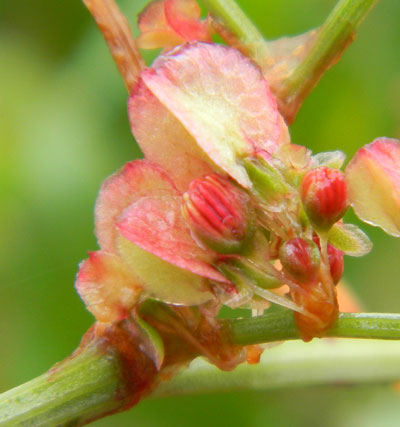 close up of fruit and flowers. a polygonaceae possibly Rumex usambarensis, photo © by Michael Plagens