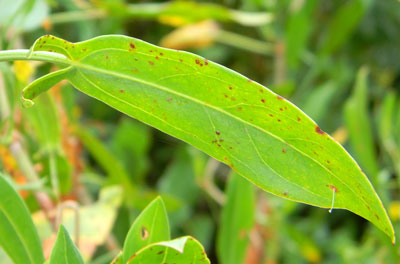 close-up of hastate leaf. a polygonaceae possibly Rumex usambarensis, photo © by Michael Plagens