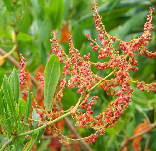 a polygonaceae possibly Rumex or polygonum, photo © by Michael Plagens