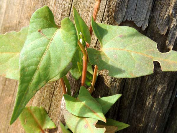 black bindweed, Polygonum convolvulus, photo © by Michael Plagens