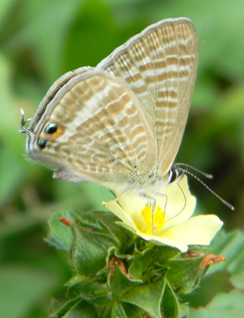 a pea blue butterfly, Lampides boeticus, s.f. Polyommatinae, observed at Nairobi, Kenya. Photo © by Michael Plagens