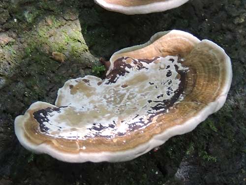 a bracket fungus in Kakmega Forest, Kenya. Photo © by Michael Plagens