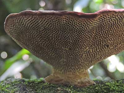 a bracket fungus in Kakmega Forest, Kenya. Photo © by Michael Plagens