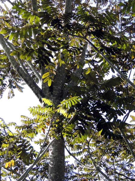 Parasol Tree, Polyscias fulva, Kenya, photo © by Michael Plagens