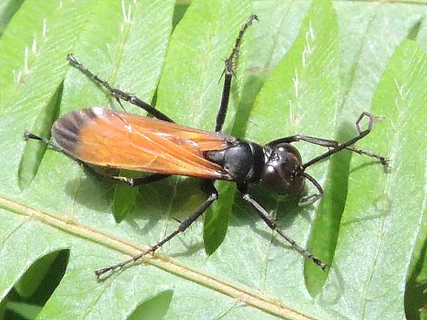 a spider wasp, Pompilidae, Kitale, Kenya, April 2013. Photo © by Michael Plagens