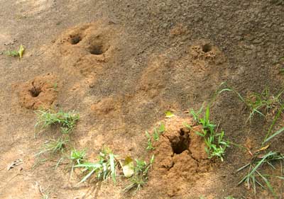 nest of an unknown species of Ponerinae, poss. Pachycondyla, from Saiwa Swamp, Kenya. Photo © by Michael Plagens