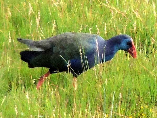 Purple Swamphen, Porphyrio porphyrio, photo © by Michael Plagens