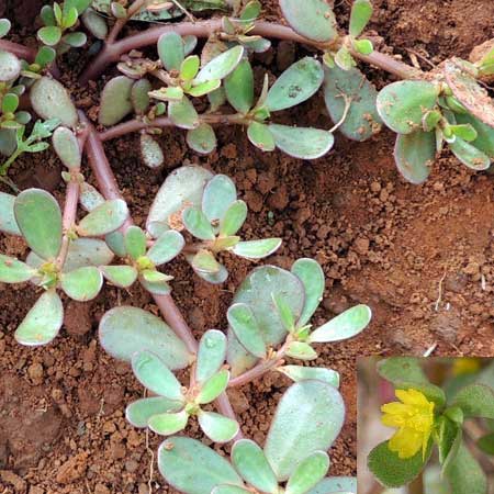 Portulaca oleracea in Kenya, photo © by Michael Plagens