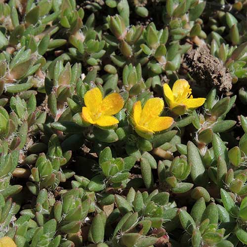 Portulaca quadrifida in Kenya, photo © by Michael Plagens