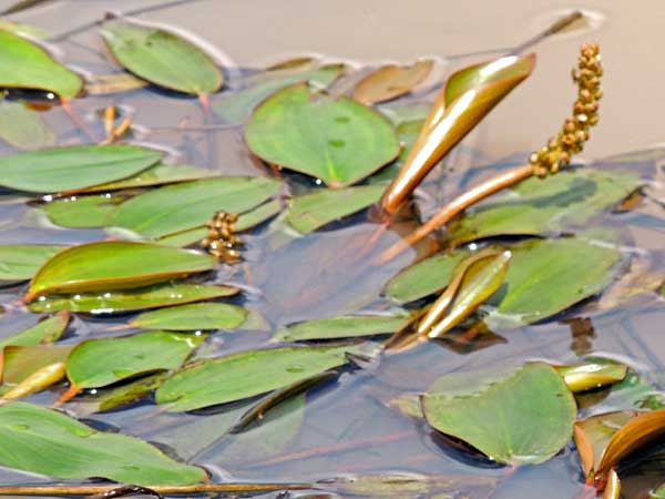 Pond Weed, Potamogeton, in Kenya, photo © by Michael Plagens