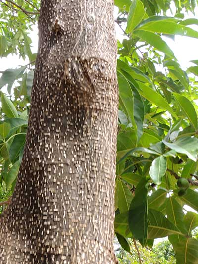 Pouteria campechiana photo © by Michael Plagens