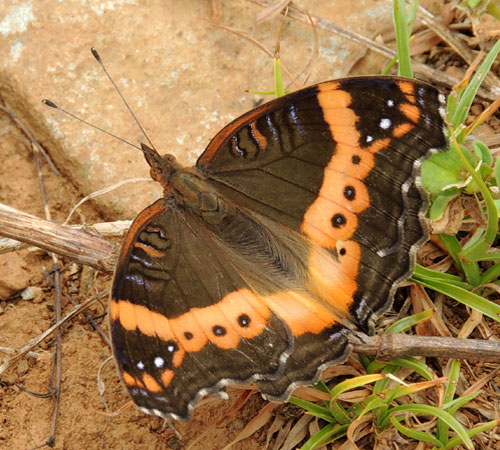 Garden Commodore, Precis archesia, observed at Eldoret, Rift Valley, Kenya. Photo © by Michael Plagens