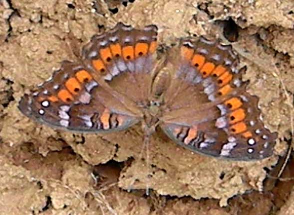 Gaudy Commodore, Precis octavia, observed at Turbo, Rift Valley, Kenya. Photo © by Michael Plagens