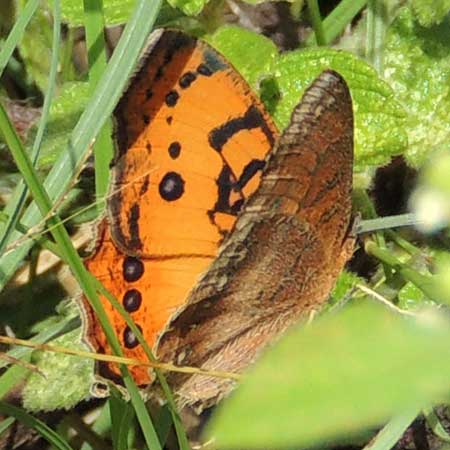 Gaudy Commodore, Precis octavia, observed at Turbo, Rift Valley, Kenya. Photo © by Michael Plagens