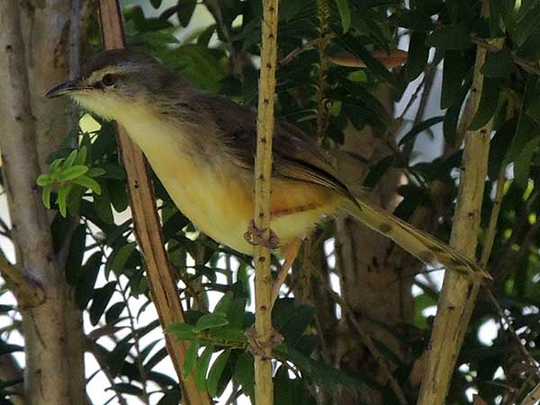 Prinia subflava, Tawny-flanked Prinia, photo © by Michael Plagens. 