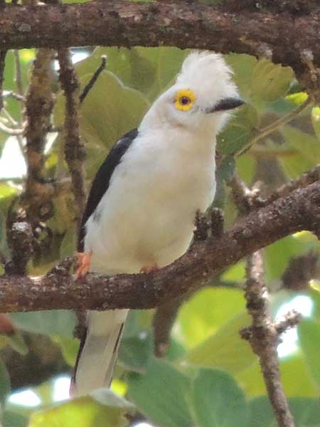 White-crested Helmet-shrike, photo © by Michael Plagens