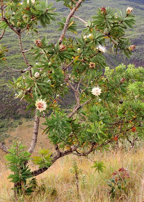 a small Protea tree on rim of Menangai Crater, photo © by Michael Plagens