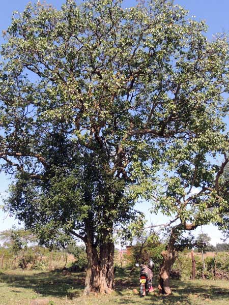 Prunus africana in Kenya photo © by Michael Plagens