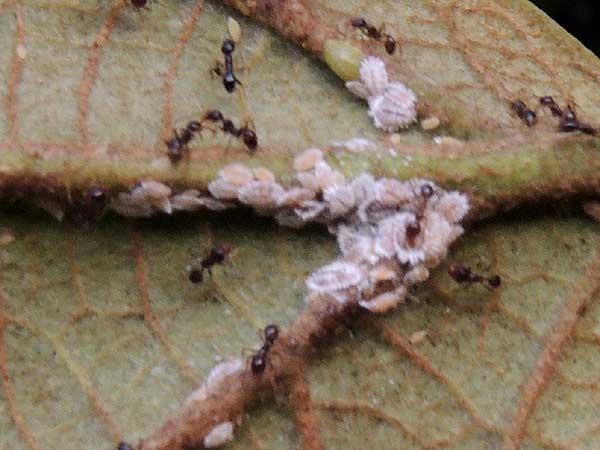 a mealybug, Pseudococcidae, found on leaves of Cordia africana in Nairobi, Kenya. Photo © by Michael Plagens