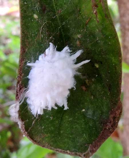 a mealybug, Pseudococcidae, found on Dovyalis at Moshi, Tanzania. Photo © by Michael Plagens