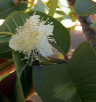 Guava, Psidium guajava, Kenya, photo © by Michael Plagens