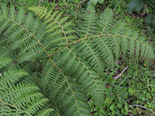 Bracken, Pteridium aquilinum, photo © by Michael Plagens