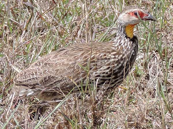 Yellow-necked Spurfowl, Francolinus / Pternistis leucoscepus, photo © by Michael Plagens