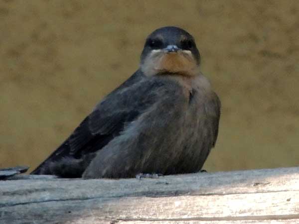 Rock Martin, Ptyonoprogne fuligula, photo © by Michael Plagens