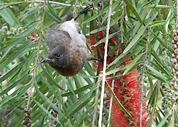 Common Bulbul, Pycnonotus barbatus, photo © by Michael Plagens