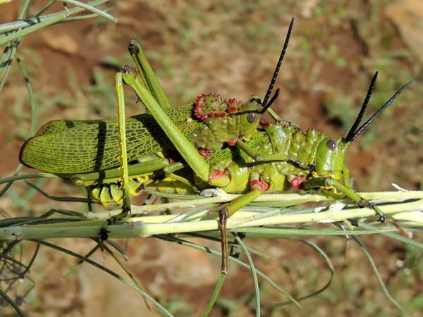 a milkweed grasshopper, Pyrgomorphidae, Kenya, photo © by Michael Plagens