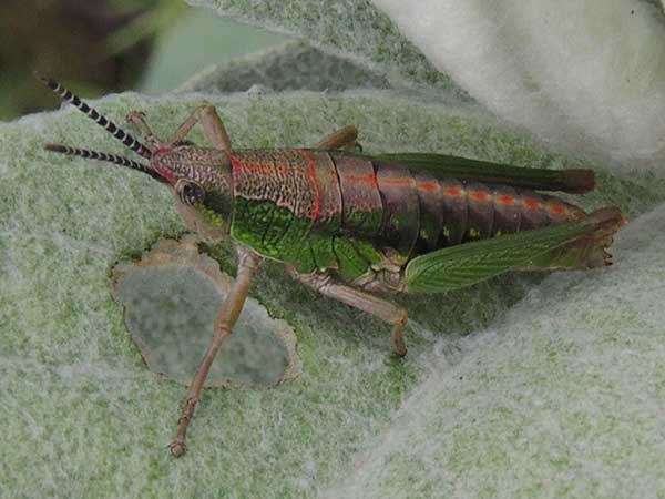 a composite grasshopper, Pyrgomorphidae, Stenoscepa, Kenya, photo © by Michael Plagens