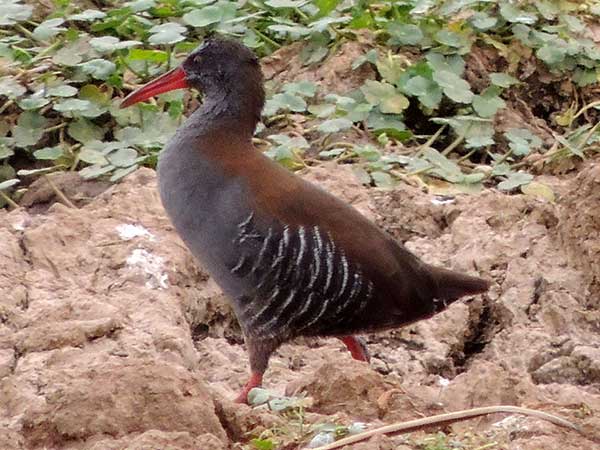 African Water Rail, Rallus caerulescens, photo © by Evan Torotich