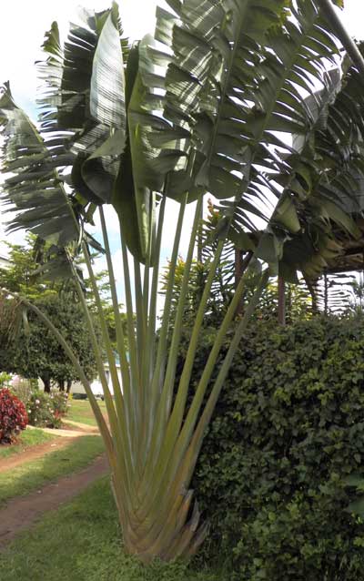 Ravenala in Kenya, photo © by Michael Plagens