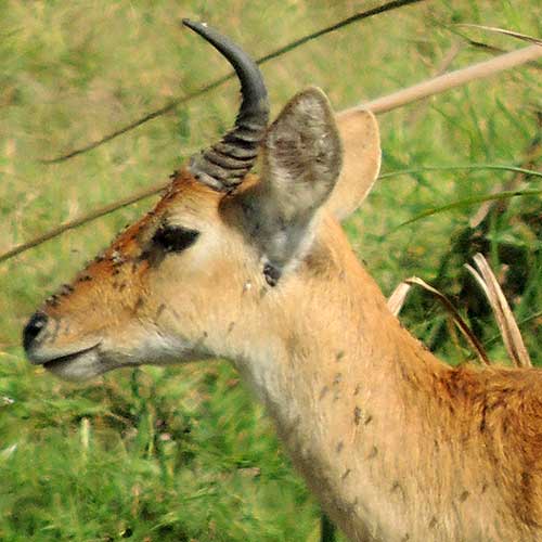 Reedbuck, Redunca redunca, with abundant ectoparasites photo © by Michael Plagens