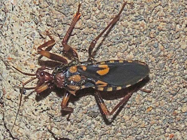 Reduviidae from Kenya. Photo © by Michael Plagens