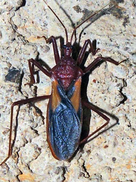 Reduviidae from Kenya. Photo © by Michael Plagens