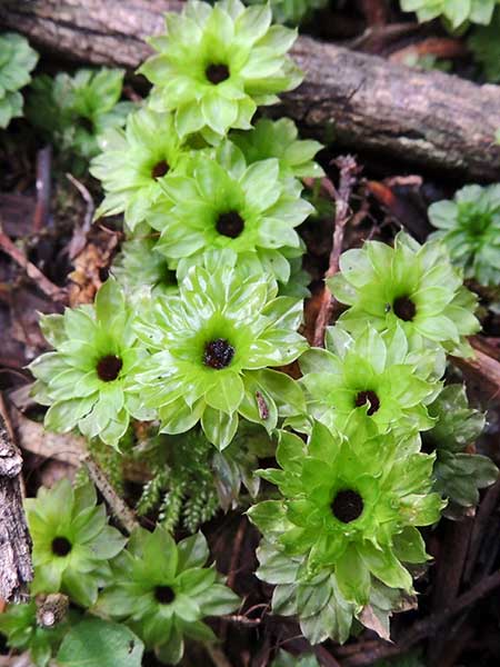 a Bryophyte, rose moss, Rhodobryum, photo © by Michael Plagens