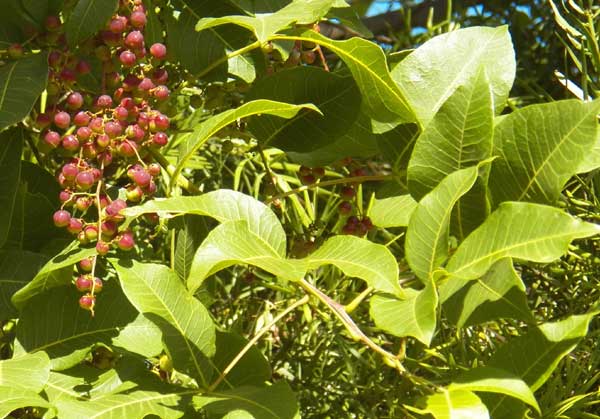 Sumac, Rhus natalensis, from Kenya, photo © by Michael Plagens